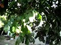The Ackee Tree