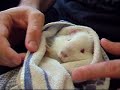 Feeding guinea pig Melman