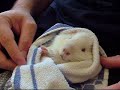 Feeding guinea pig Melman