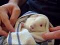 Feeding guinea pig Melman