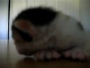Polydactal Kitten 11 days old