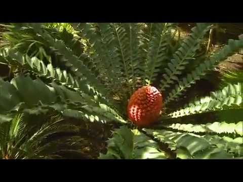 how to transplant cycads