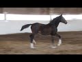 Ricochet--Fancy, Fancy 2009 Oldenburg Filly by Rascalino FOR SALE