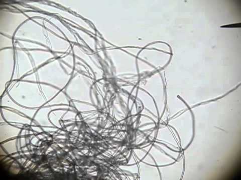 MICROSCOPE - Flakes, Fibers, & more Unknown Stuff (1 of 2)