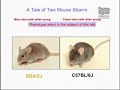 Genetics and the Effect of Aging on Stem Cell Regulation