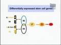 Genetics and the Effect of Aging on Stem Cell Regulation