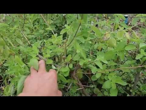 how to harvest basil so it keeps growing