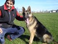 Pastor Alem�n - German Shepherd BALTO 17 meses