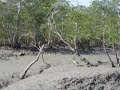 Sundarbans mangrove forest