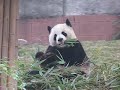 Panda eating