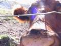 Summertime on the Blue Ridge (a tag video of sorts)