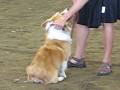 videos de kaley corgi AKC FAST --she is but  NQ -nov 29 08