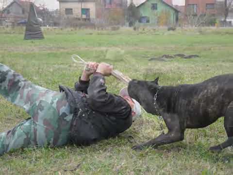 cane corso
