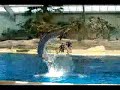 Brookfield Zoo Dolphin Show Brookfield Zoo Dolphin Show