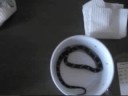 New Snakes Again