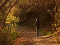 Save Trestles PSA - California Coastal Commission