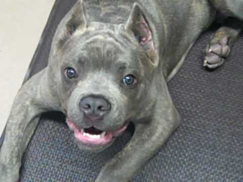 cane corso