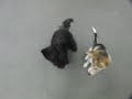 ダップみかん.mov