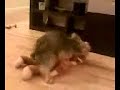 Funny Dogs Humping Curious George