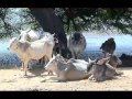 videos de Rajasthan Camel Safari
