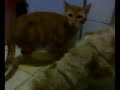gatos y perla gatos y perla