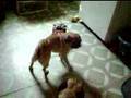 pugs-bear and bandit attacking toy car
