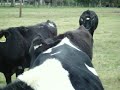 BDF HEIFERS