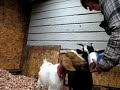 Goats Are In The Barn AT LAST Goats Are In The Barn AT LAST