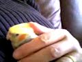 Alfie