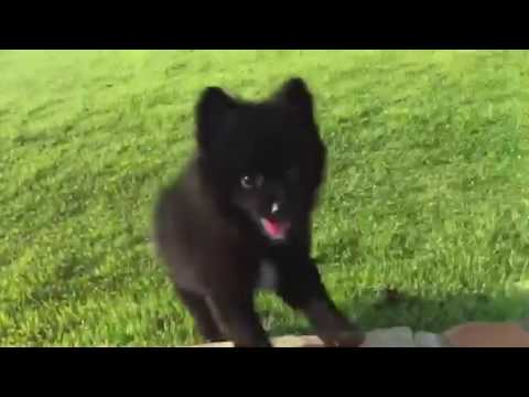 Frankie loves to potty and play outside just before sunset just