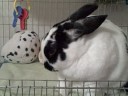MacKenzie Bunnies - Bubbles Doodle Bug Grooming