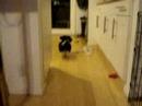 My retrieving Neezer puppy!