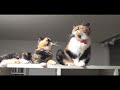ある日、猫たちが虫を見つけた時の様子。 ふく も めめ も ごま の向こう側の虫寄りの場所へ行きたい・・・。 その時ごまは？！