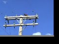 Varmint-Eating Eagles