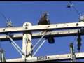 Varmint-Eating Eagles