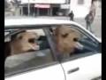 2camels1car