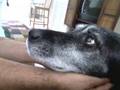 Black Lab Shadow 1