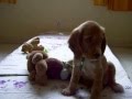 videos de When Fluffy was a pup