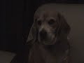 Evil dog