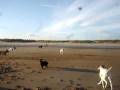 videos de Rowdy run