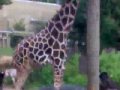 Giraffes! :D [ At the Zoo ]