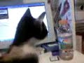 Angry Kitten