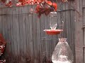 AHAT= AXAT - The Tree - The Hummingbird & The Wasp by 3AXAP
