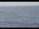 Two Blue Whales Surface; One Skims Rostrum Across Surface