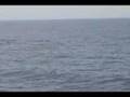 Two Blue Whales Surface; One Skims Rostrum Across Surface