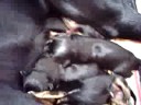 Teca e seus bebês 3