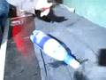 videos de Nature One 2008: Reverze Bunker