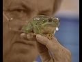Part 2 Croaking Frogs