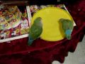 Oliver and Olivia the lovebirds taking a bath