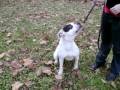 American Bulldog, \"Kaylee\" in Maryland